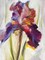 Colors of Iris I Poster Print by Maria Zielinska - Item # VARPDXZMP102